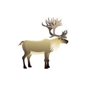 Caribou